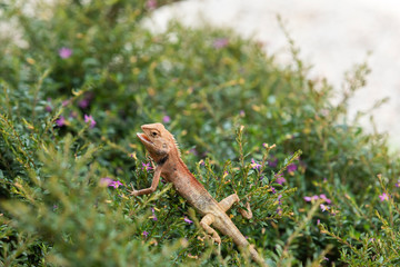 small chameleon standing in bush