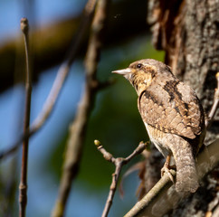Eurasian Wryneck