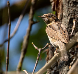 Eurasian Wryneck