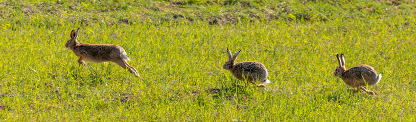 European Hare / Brown hare