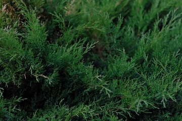 The juniper bush closeup. Background with juniper branches growing in the summer park.
