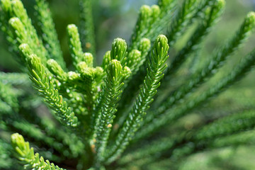 green pine tree or fur tree new growing branches