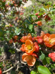 Хеномелес(китайская айва)