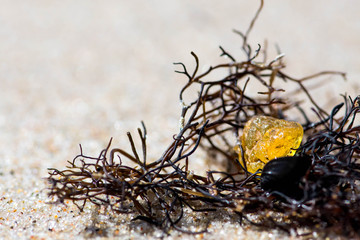 Beautiful piece of amber among the seaweed or algae on the sandy beach