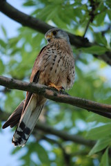 Turmfalke (Falco tinnunculus)