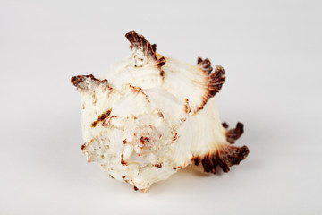 Seashell on a white background, macro, soft focus