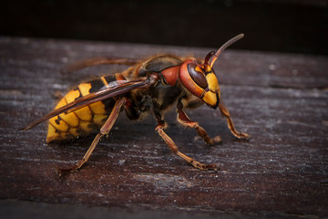 A large yellow hornet sits on a tree. A close-up.