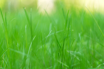 green grass macro close up with blur background