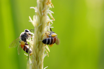 Two honey bee collecting the pollen of white grass flowers on blurred green background with morning sunlight.