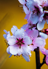 fiori di pesco a primavera