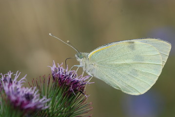 Kleiner Kohlwei&szlig;ling