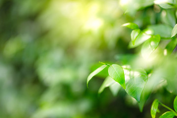 Natural green leaves on bokeh and sun light with copy space. Beautiful green nature background. Safe world and ecology concept.