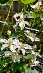 flowers bee petals pollen bush leaves