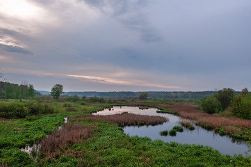 pond and swamp in the thickets of scirpus and bulrush at sunset. panoramic landscape view. Pond known as the fifth glade. Kyiv, Ukraine © Chernobrovin