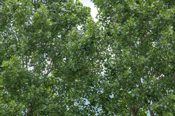 Fototapeta na wymiar Leaves on a Tree