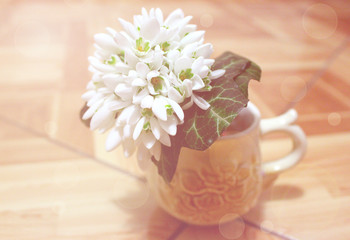 
spring snowdrops in a glass