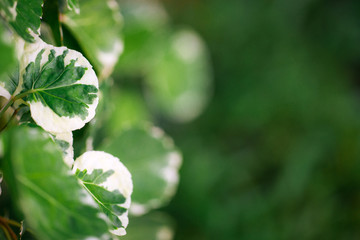 Green leaves on bokeh background and sun light with coppy space for text ,Template mock up and display of product. green nature and ecology concept.