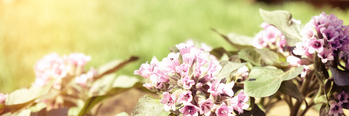 Heliotropium arborescens violet flowers with green foliage