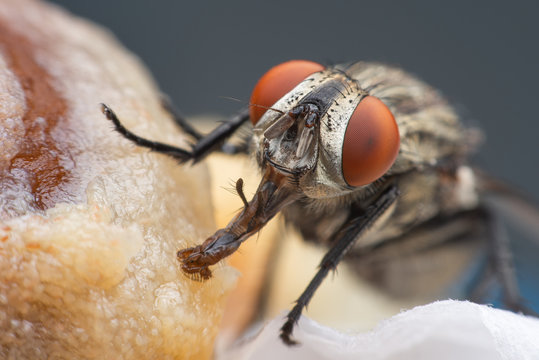 Close Up Of A Black Fly With Red Eyes