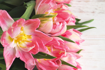 Beautiful delicate pink tulips on a white background. Spring flowers tulipa gesneriana. Holiday concept.