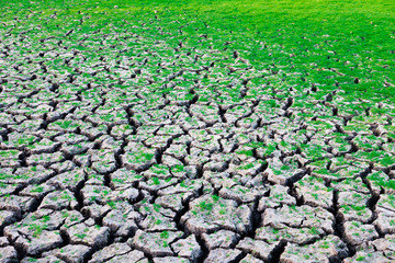 dry ground with drought land texture mixed with grass field