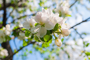 White apple flowers at close range with green buds and leaves