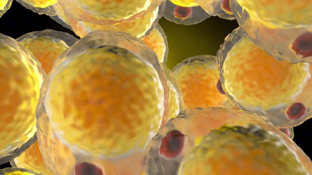 Fat cells in human tissue. 3d rendered animation.