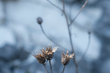 Trockenblume