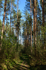 landscape in the coniferous forest in spring , Belarus