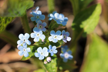 Spring plants in the garden. Small blue flowers.