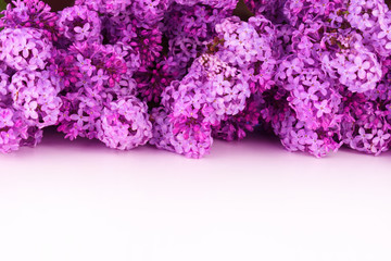 Beautiful lilac flowers on a white background. Copy space.