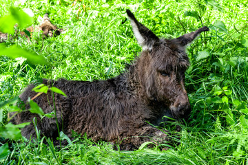 just born little donkey. just born little donkey lying in a pasture