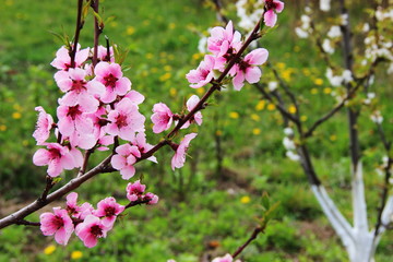 Fototapeta premium pink cherry blossom