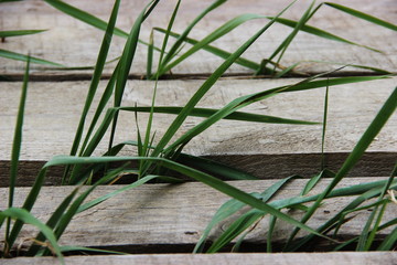 green grass grows through the wooden boards