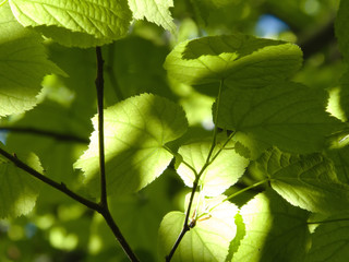 young green leaves in spring in backlight
