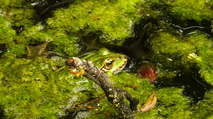 common water frog in a pond