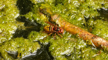 Europena hornet drinks water on a pond