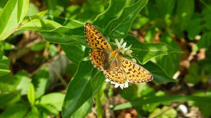 Silver-washed fritillary on a flower