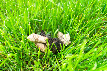 Obraz premium Dog excrement on the green grass. Poop dog on the lawn in a public park. Cleaning concept for pets.
