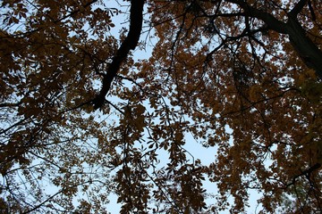 Fototapeta premium bright colorful warm autumn in the city