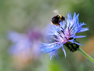 A Bumblebee (Bombus spp) coming in to land on a Mountain Cornflower plant to collect pollen.