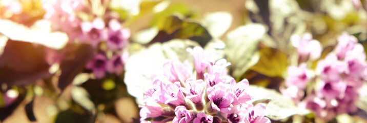 Heliotropium arborescens violet flowers with green foliage