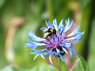 A Bumblebee (Bombus spp) coming in to land on a Mountain Cornflower plant to collect pollen.