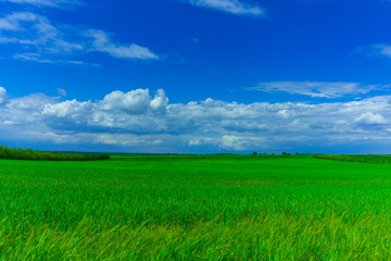 Obraz premium A green field planted with wheat against a blue sky