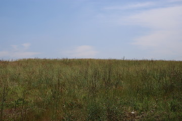 grass and sky