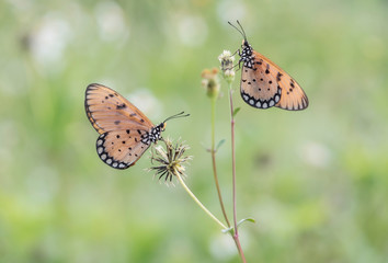 Butterflies are insects in the macrolepidopteran clade Rhopalocera from the order Lepidoptera, which also includes moths. Adult butterflies have large, often brightly coloured wings, and conspicuous, 