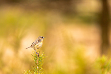 Winter Stonechat