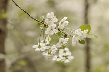 Cherry tree blossoms. White small inflorescences of Avium Prunus with a sweet aroma. Spring. Selective focus