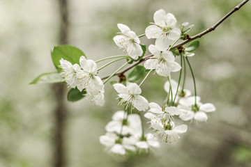 Cherry tree blossoms. White small inflorescences of Avium Prunus with a sweet aroma. Spring. Selective focus