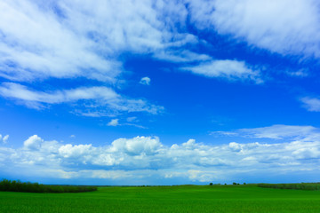 A field of green wheat against a blue sky with white clouds